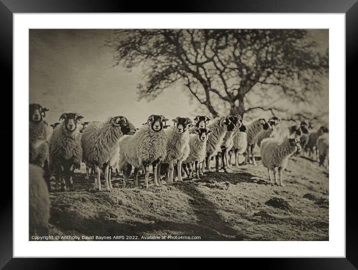 A herd of sheep standing on top of a grass covered field Framed Mounted Print by Anthony David Baynes ARPS
