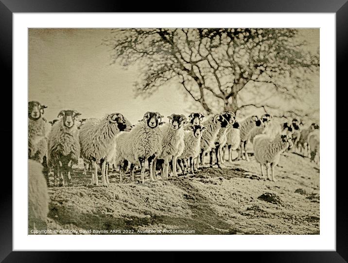A herd of Swaledale sheep standing on top of a grass covered field, antique plate camera style Framed Mounted Print by Anthony David Baynes ARPS
