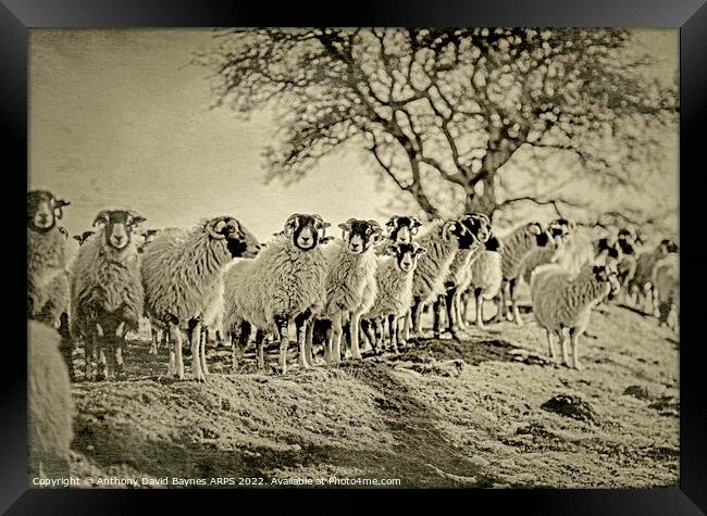 A flock of sheep standing on moorland., Goathland, North Yorkshire. Vintage Plate Camera style. Framed Print by Anthony David Baynes ARPS