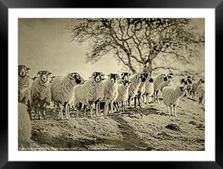 A flock of sheep standing on moorland., Goathland, North Yorkshire. Vintage Plate Camera style. Framed Mounted Print by Anthony David Baynes ARPS