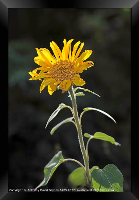 Sunflower, backlit Framed Print by Anthony David Baynes ARPS
