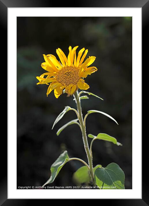 Sunflower, backlit Framed Mounted Print by Anthony David Baynes ARPS