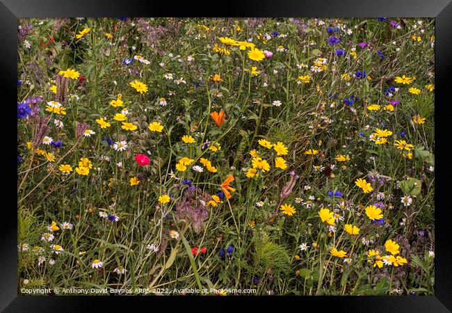 Wild Flowers in Yorkshire, meadow. Framed Print by Anthony David Baynes ARPS