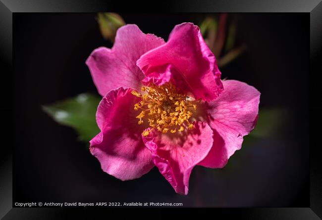 Pink Rose, open showing stamens. Framed Print by Anthony David Baynes ARPS