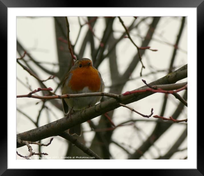 Winter Robin (Erithacus rubecula) Framed Mounted Print by Andy Rodger