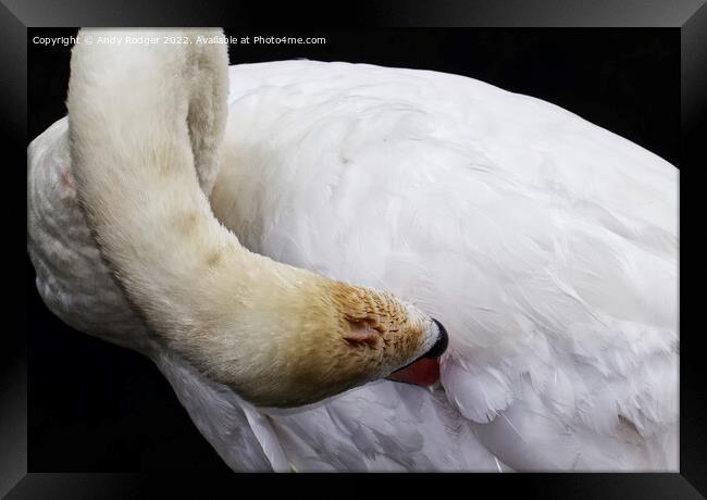 Preening swan (Cygnus olor) Framed Print by Andy Rodger