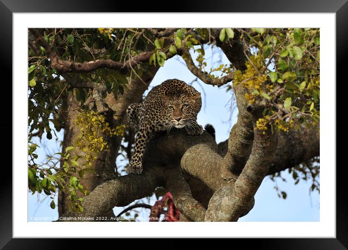 Leopard on the prowl Framed Mounted Print by Catalina Morales