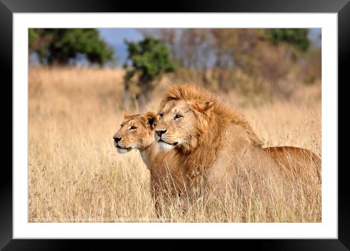 Two lions in the African savanna Framed Mounted Print by Catalina Morales