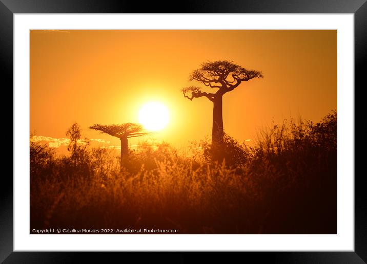 Baobab trees at sunset in Madagascar Framed Mounted Print by Catalina Morales