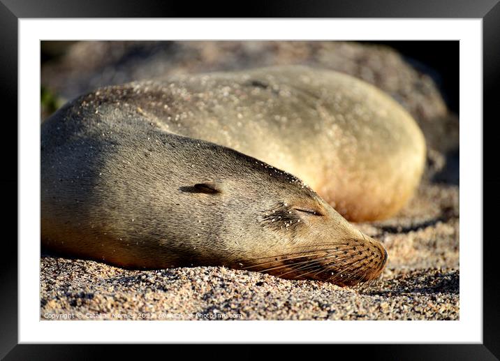 Sea Lion Sleeping Framed Mounted Print by Catalina Morales