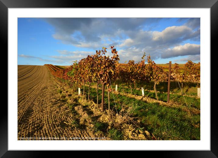Vineyard landscape in Autumn Framed Mounted Print by Catalina Morales