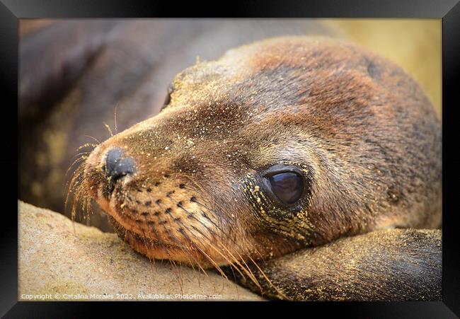 Close up of Sea Lion Cub Framed Print by Catalina Morales