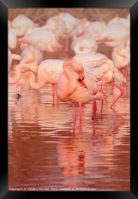 Greater flamingo in Rose Framed Print by Catalina Morales