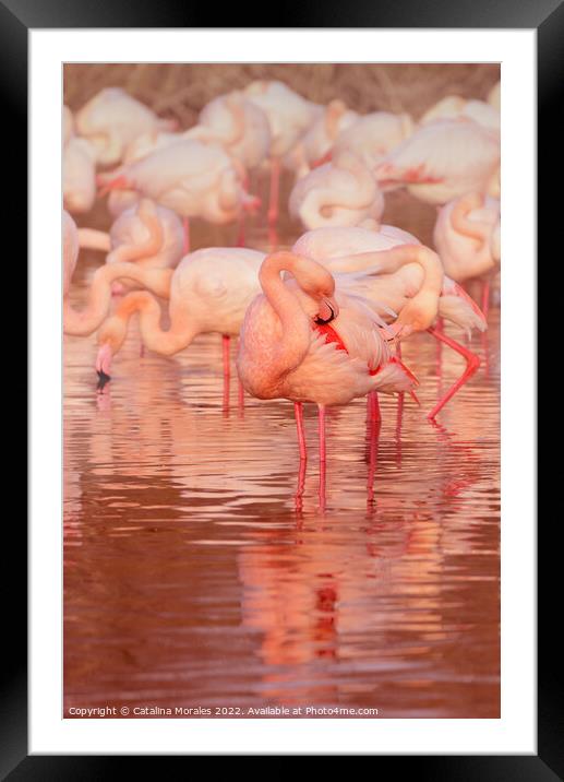 Greater flamingo in Rose Framed Mounted Print by Catalina Morales