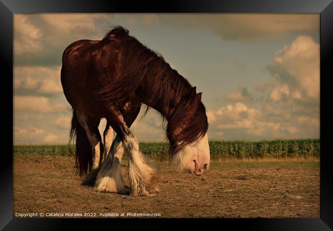 Draft Brown horse in the sunset Framed Print by Catalina Morales