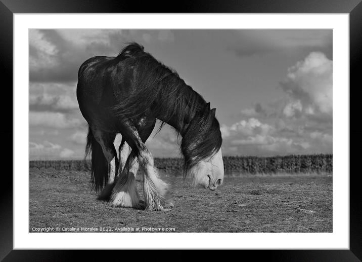 Holland draft horse in black and white Framed Mounted Print by Catalina Morales