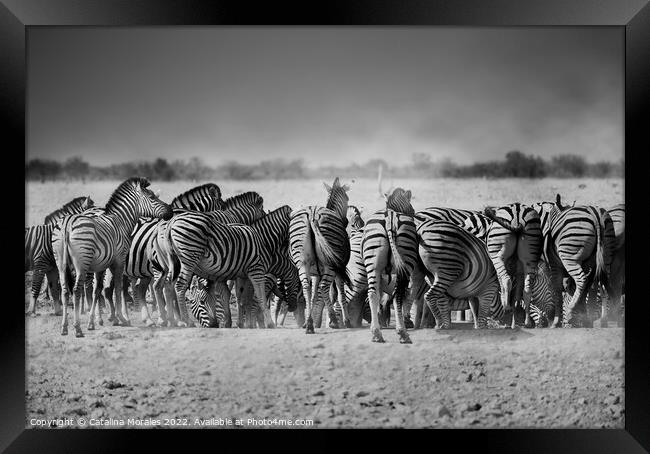 Back to the Zebras Framed Print by Catalina Morales