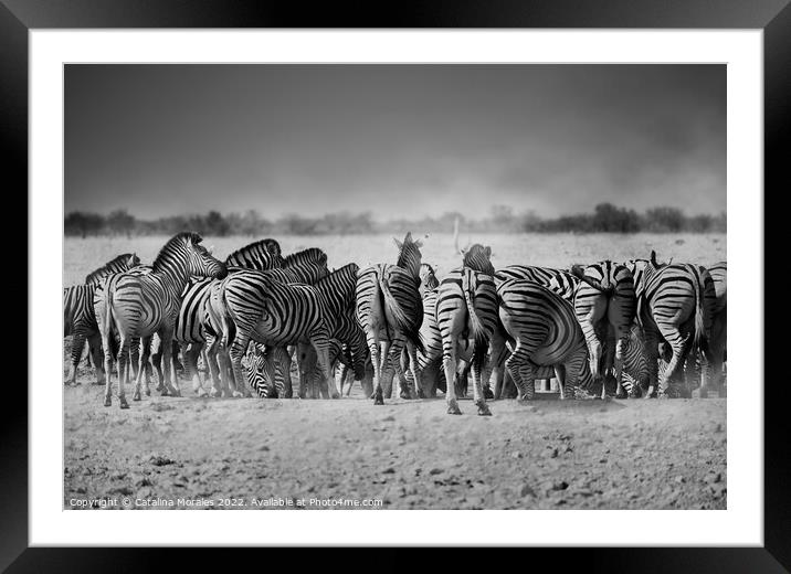 Back to the Zebras Framed Mounted Print by Catalina Morales