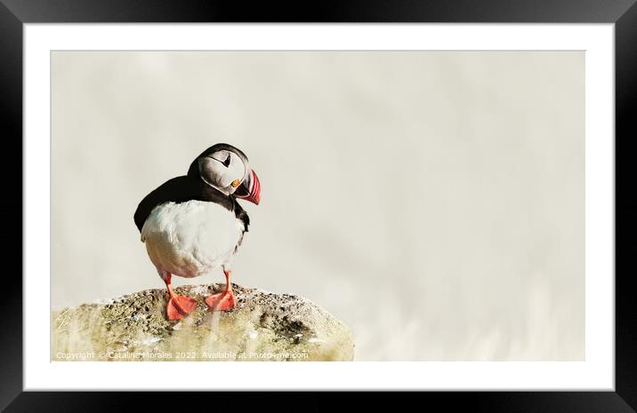 Puffin on the Rocks Framed Mounted Print by Catalina Morales