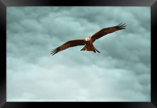 Red Kite in the clouds Framed Print by Catalina Morales