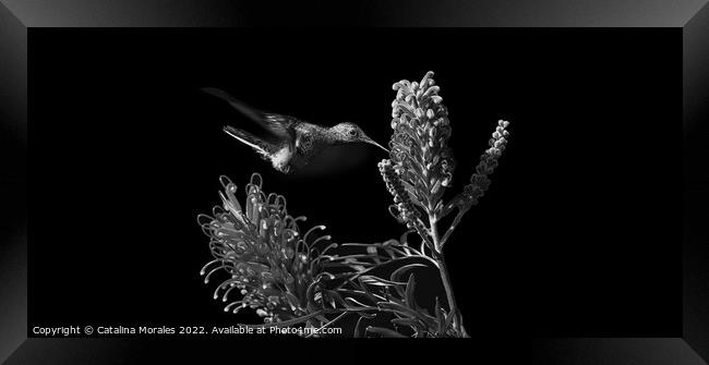 The Hummingbird and the Flower Framed Print by Catalina Morales