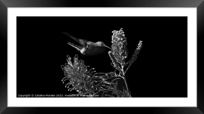 The Hummingbird and the Flower Framed Mounted Print by Catalina Morales