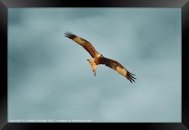 Red Kite searching for prey Framed Print by Catalina Morales