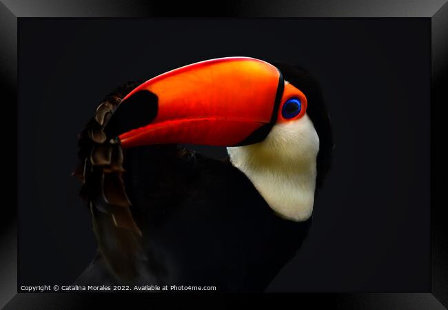 Toco Toucan in the dark Framed Print by Catalina Morales