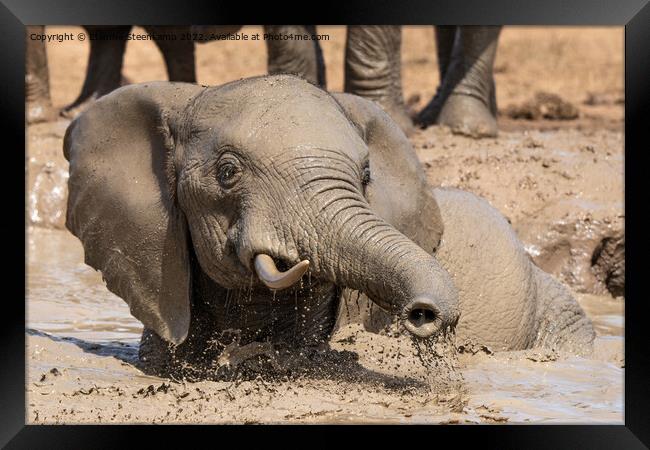 Elephant playing in water Framed Print by Etienne Steenkamp