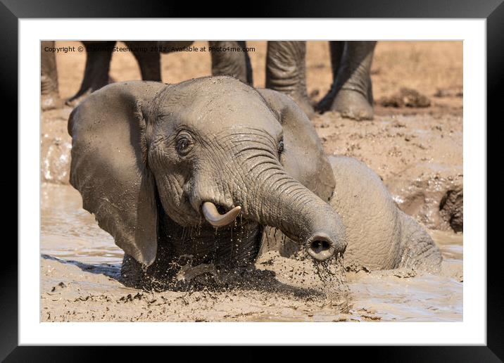 Elephant playing in water Framed Mounted Print by Etienne Steenkamp