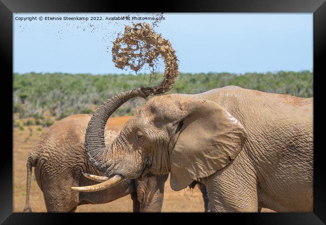 Elephant spraying water Framed Print by Etienne Steenkamp