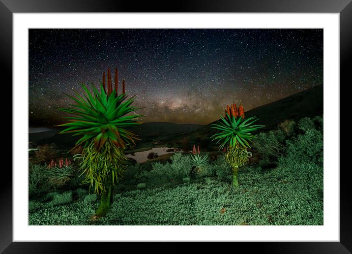 Aloes under the Stars  Framed Mounted Print by Etienne Steenkamp