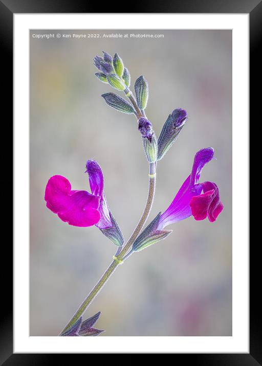 Salvia Closeup Framed Mounted Print by Ken Payne