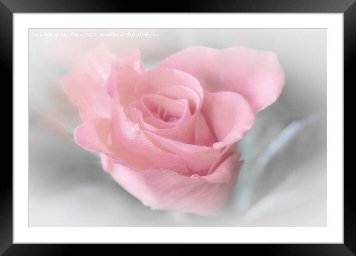 Pink Rose Framed Mounted Print by Ken Payne