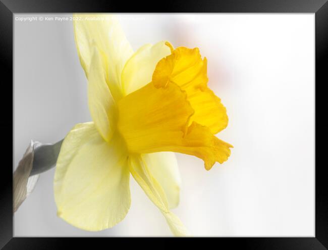Daffodil Framed Print by Ken Payne