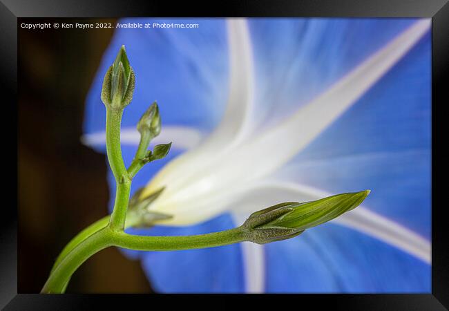 Morning Glory  Framed Print by Ken Payne