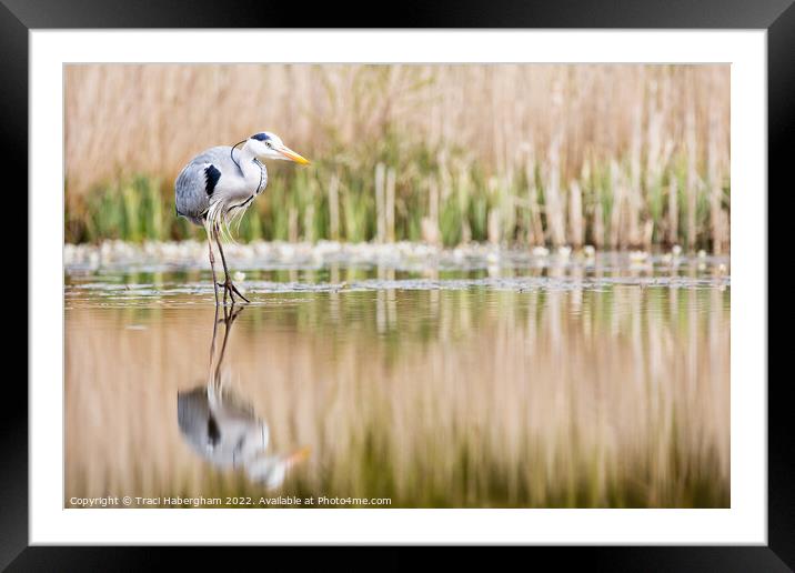 Hungry Heron Framed Mounted Print by Traci Habergham