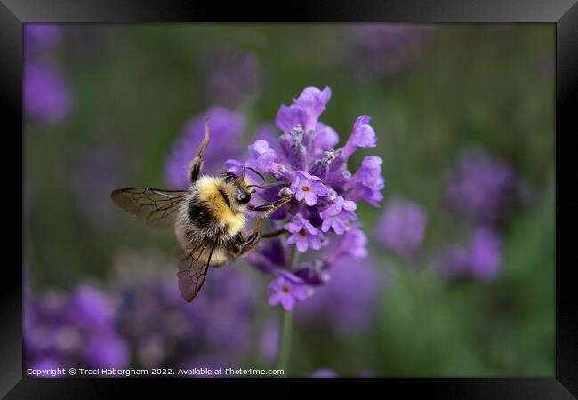 Busy Bee Framed Print by Traci Habergham