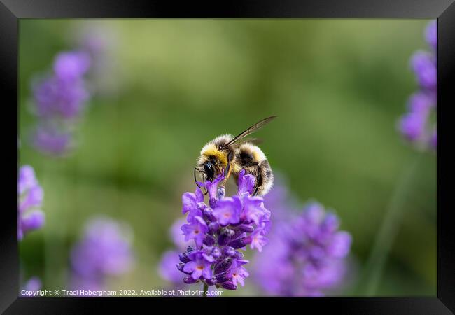 Pollen Collector Framed Print by Traci Habergham