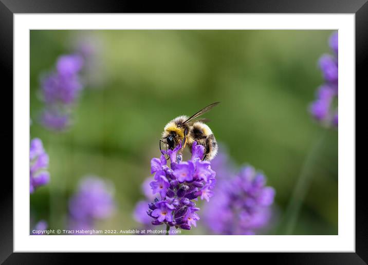 Pollen Collector Framed Mounted Print by Traci Habergham