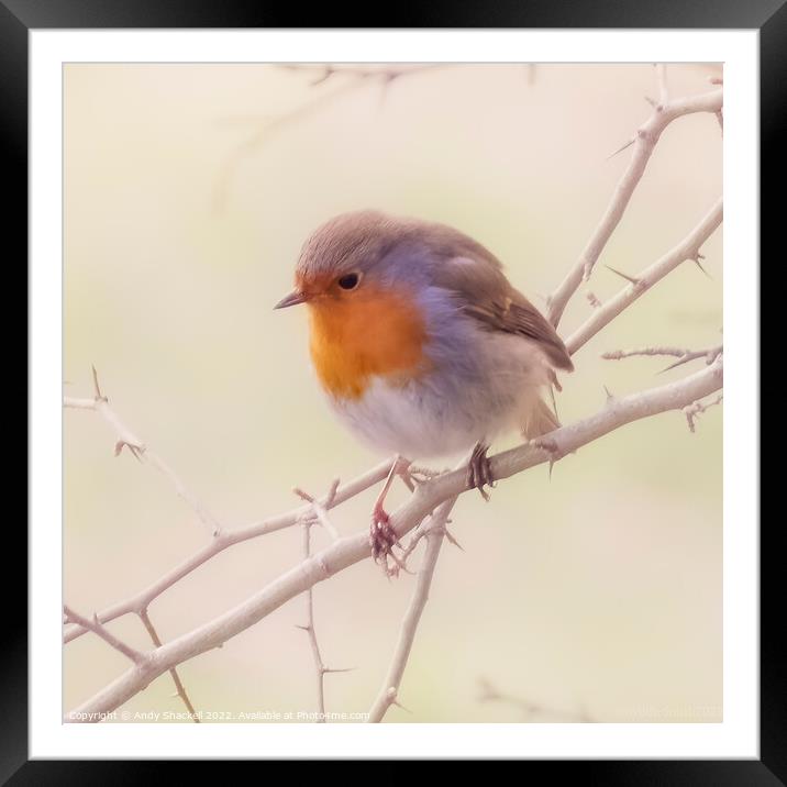 Spring Robin Framed Mounted Print by Andy Shackell