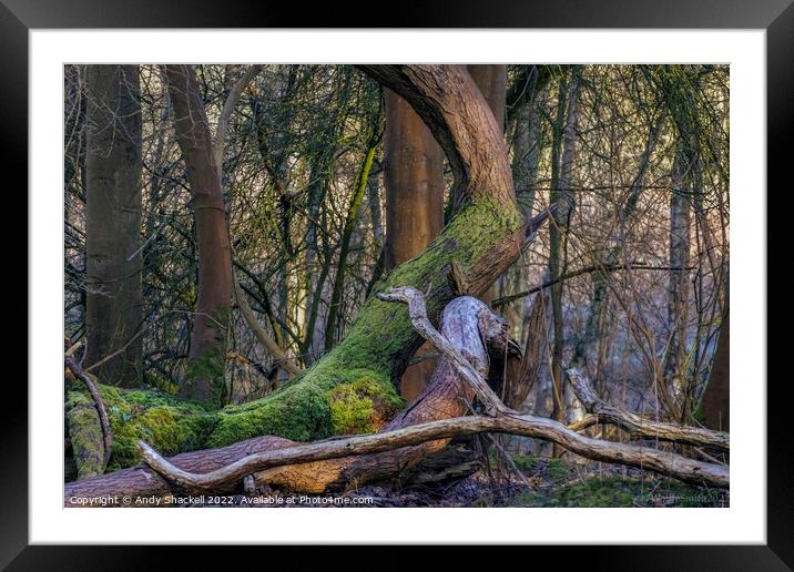 Mossy tree Framed Mounted Print by Andy Shackell