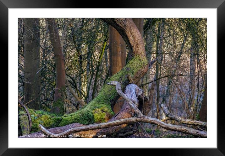 Taking a rest Framed Mounted Print by Andy Shackell