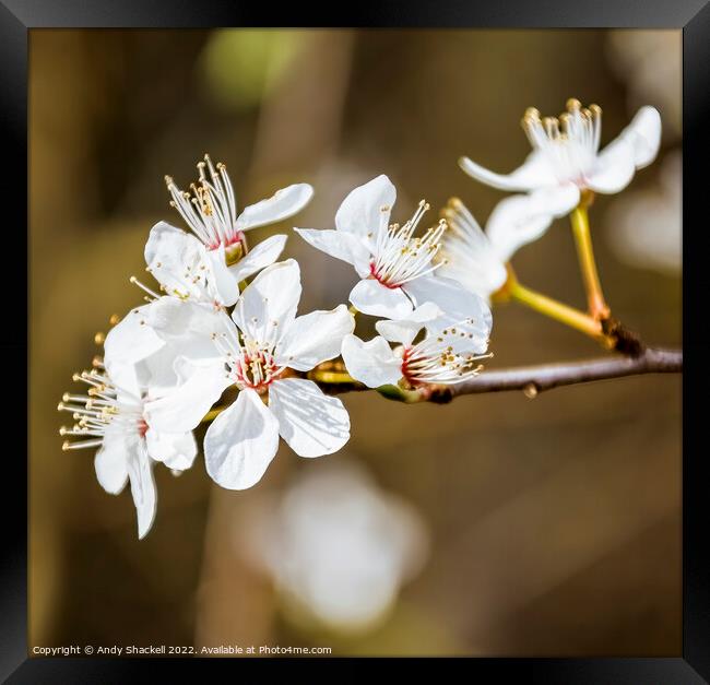 Blossom Framed Print by Andy Shackell