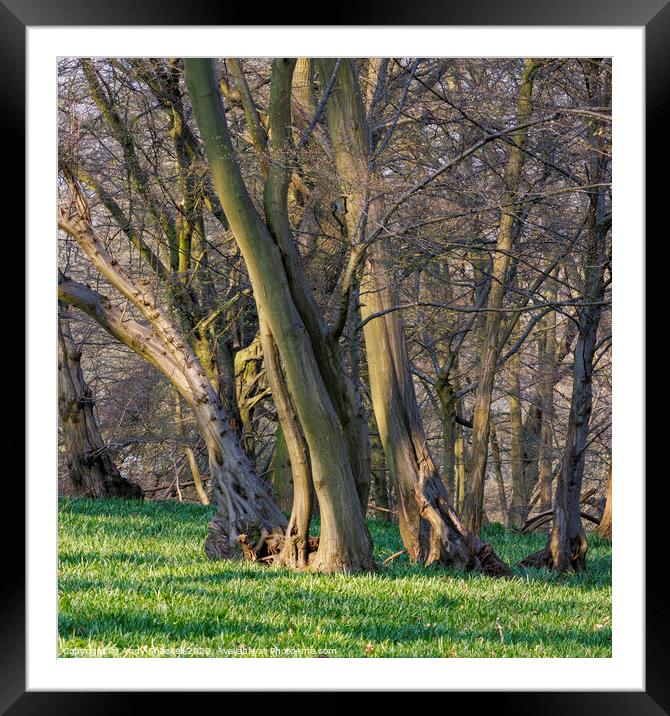 Leaning Trees Framed Mounted Print by Andy Shackell