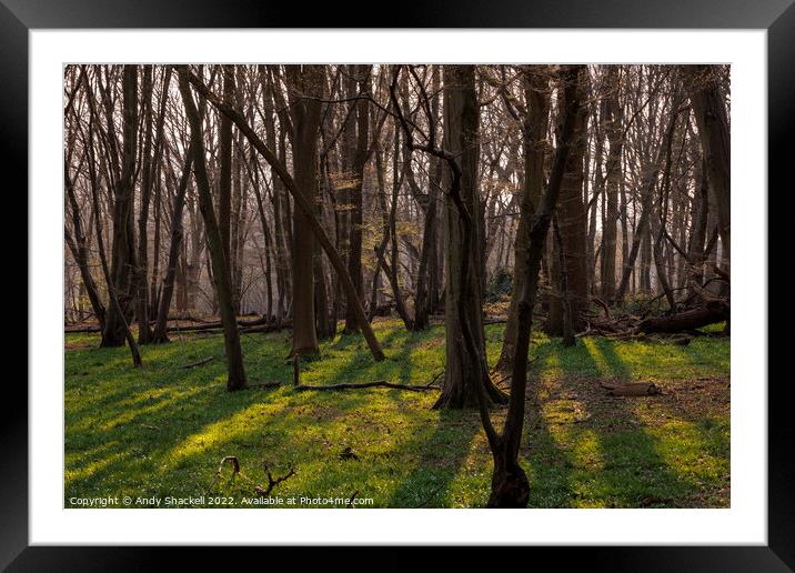 Sunlight in the trees Framed Mounted Print by Andy Shackell