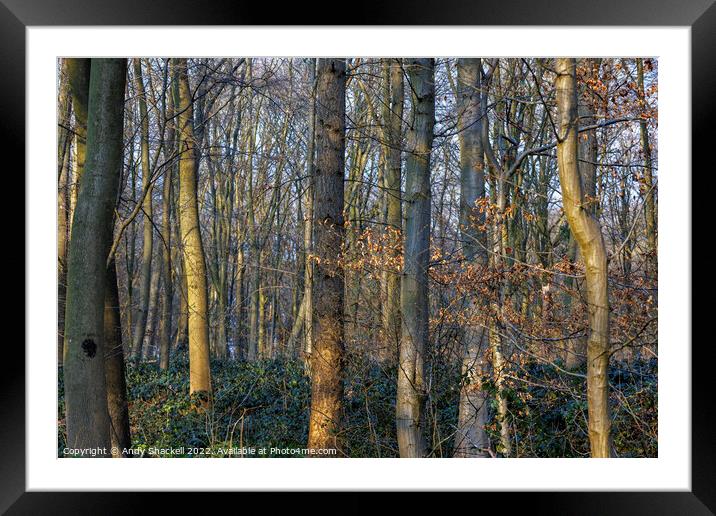 Sunlight in the woods Framed Mounted Print by Andy Shackell