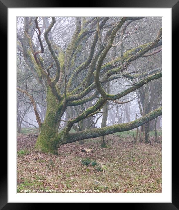 Misty oak Framed Mounted Print by Andy Shackell