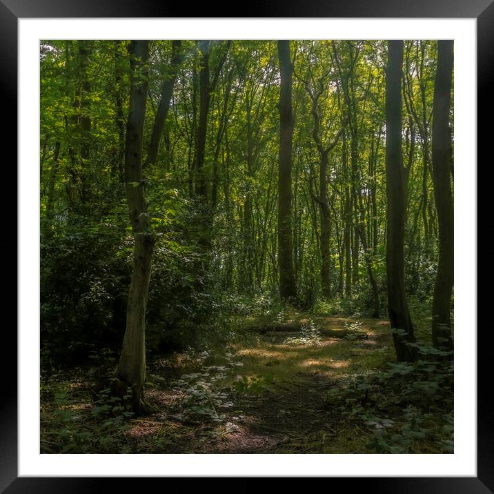 Fairy Forest Framed Mounted Print by Andy Shackell