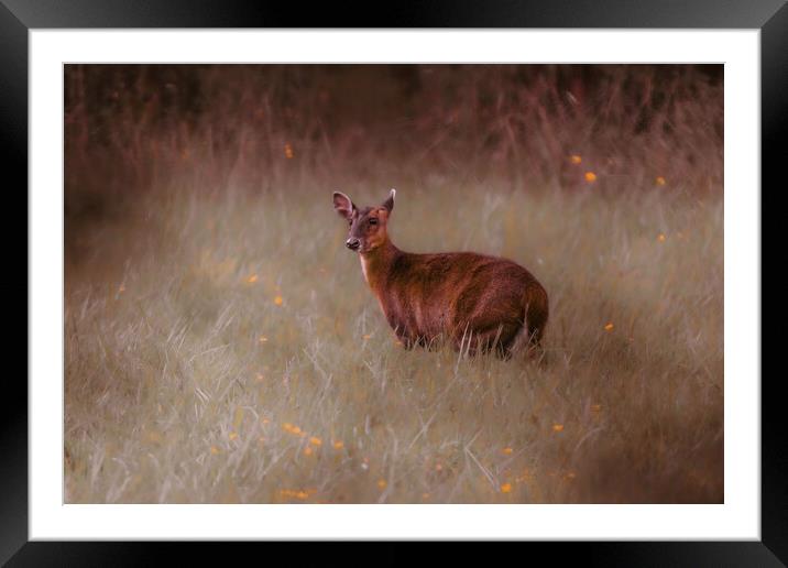 A deer standing in the middle of a field Framed Mounted Print by Andy Shackell